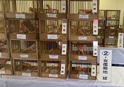 赤カナリア