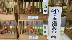 赤カナリア