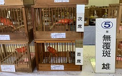 赤カナリア