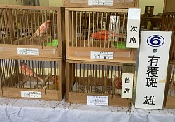 赤カナリア