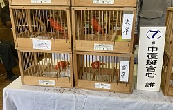 赤カナリア