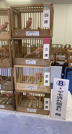 赤カナリア