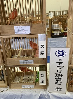 赤カナリア