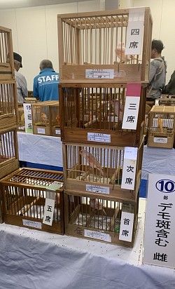 赤カナリア