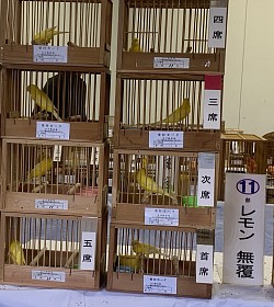 レモンカナリア