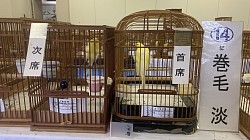 淡黄巻き毛カナリア