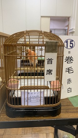 赤・白巻き毛カナリア