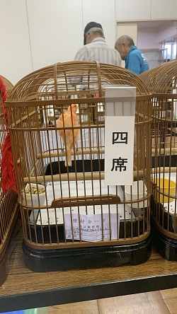赤・白巻き毛カナリア