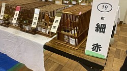 細赤