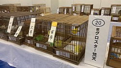 グロスターファンシー・コロナ