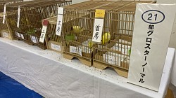 グロスターファンシー・コンソート