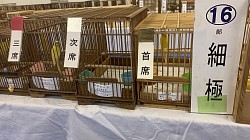 細極カナリア