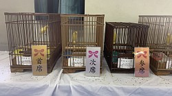 細カナリア