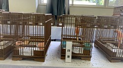 赤細カナリア