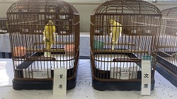 黄巻き毛カナリア