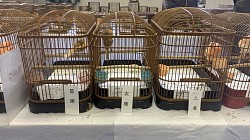 赤巻き毛カナリア