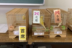 ヨークシャーカナリア