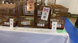 グロスターファンシーカナリア・コロナ