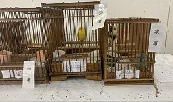 グロスターファンシー・コンソート