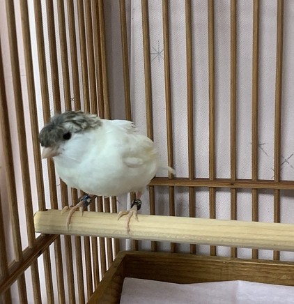 グロスターファンシー