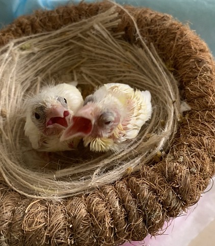 赤巻き毛カナリアの雛🐣